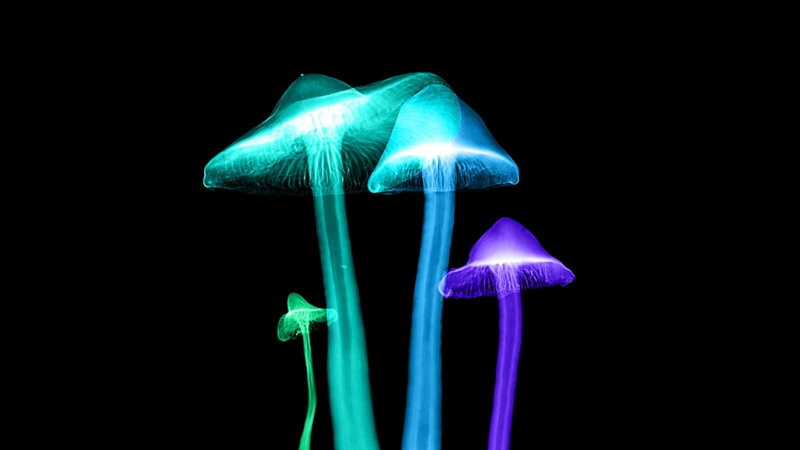 glowing mushrooms - illustration for fantasy story wild mushrooms and other dangers